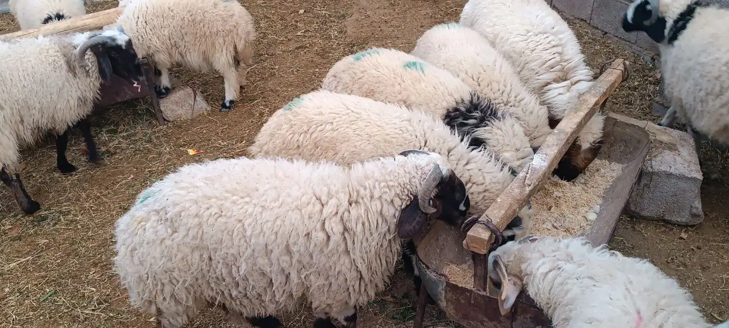 چاق بره محل ی نره|حیوانات مزرعه|رفسنجان, |دیوار