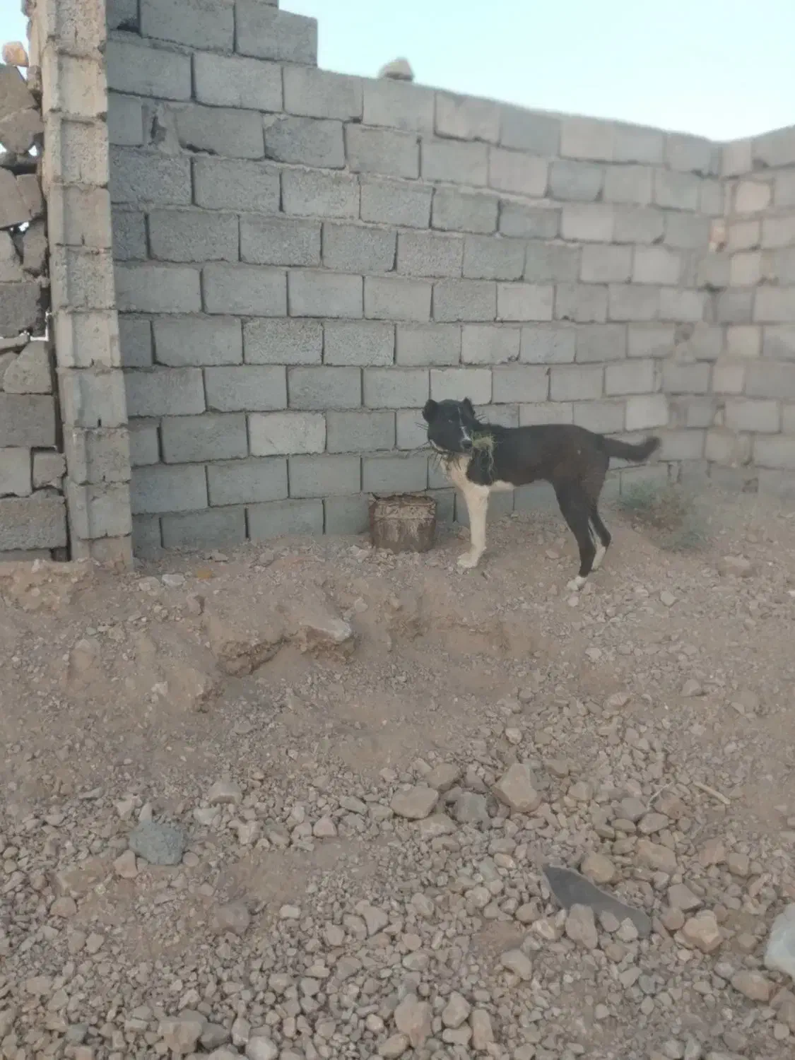 طول سگ|سگ|قائن, |دیوار