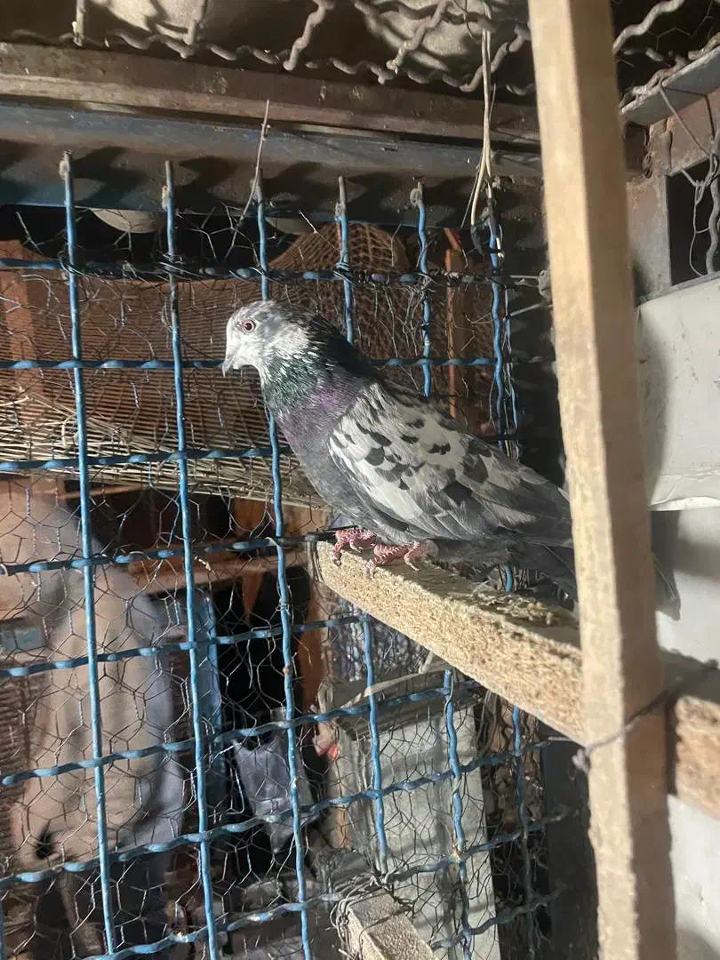 11تا کفتر ی جایی|پرنده|تهران, شهرک رضویه|دیوار