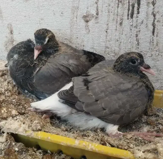 دمگیر جوجه خرقه|پرنده|اصفهان, جویباره|دیوار