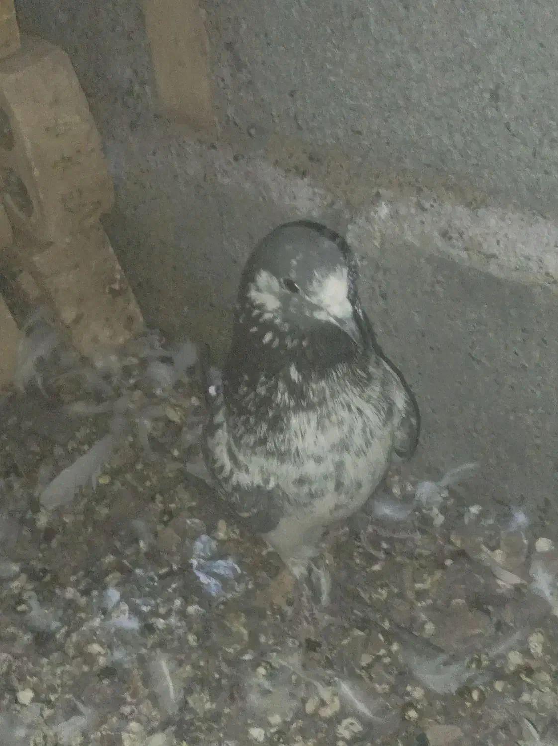 قیمت هم 1500|پرنده|رودان, |دیوار