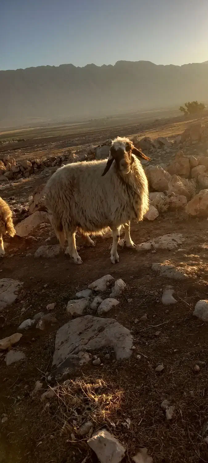 سنجابی مال داشت|حیوانات مزرعه|سرپل ذهاب, |دیوار