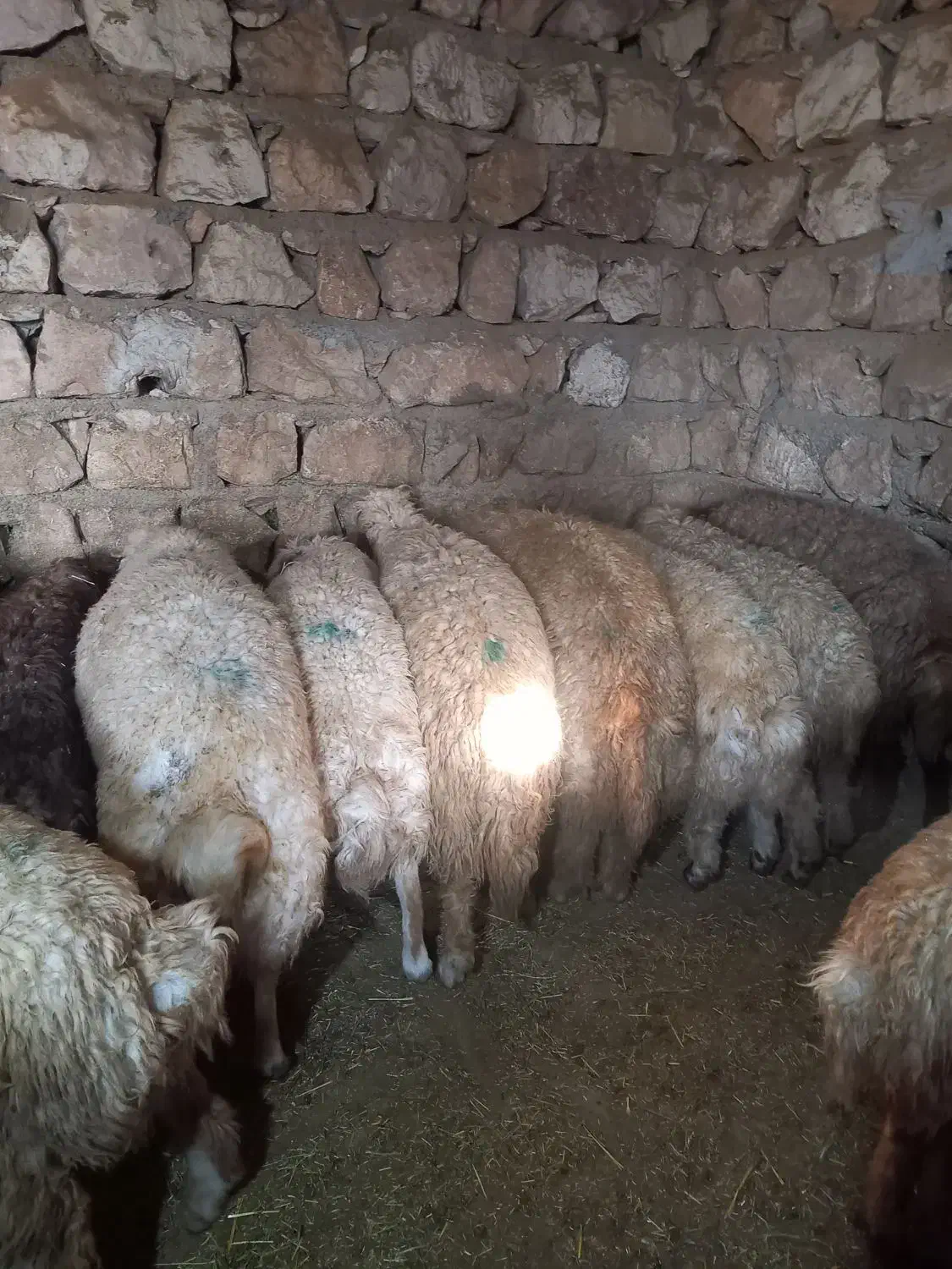 بره پروار گوسفند،کاور|حیوانات مزرعه|حمیل, |دیوار