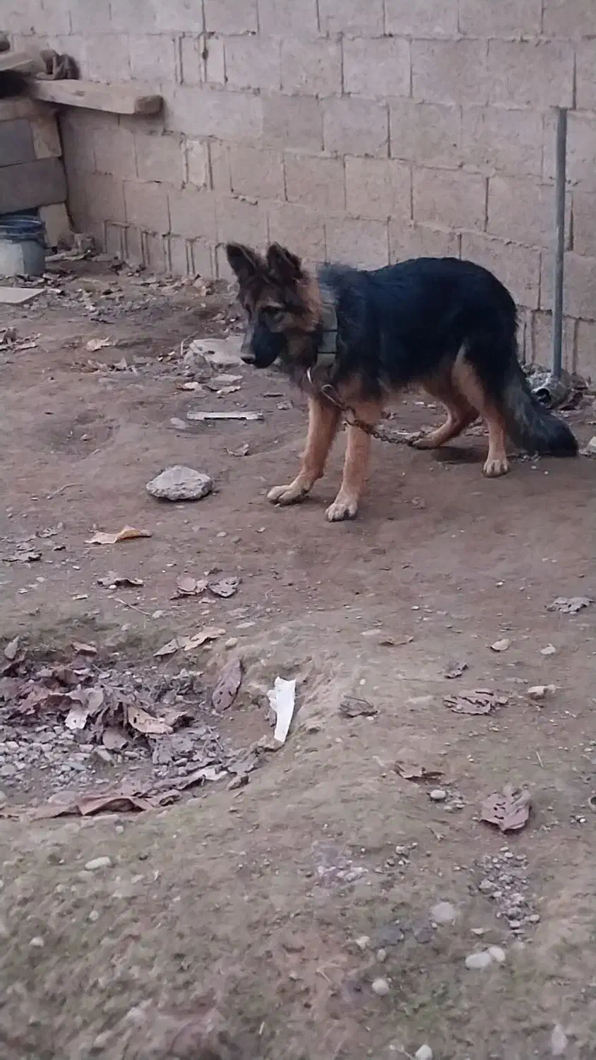 حیوانات|سگ|تولم شهر, |دیوار