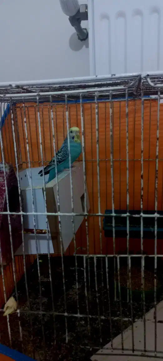 مرغ عشق|پرنده|شاهین‌شهر, گزبرخوار|دیوار