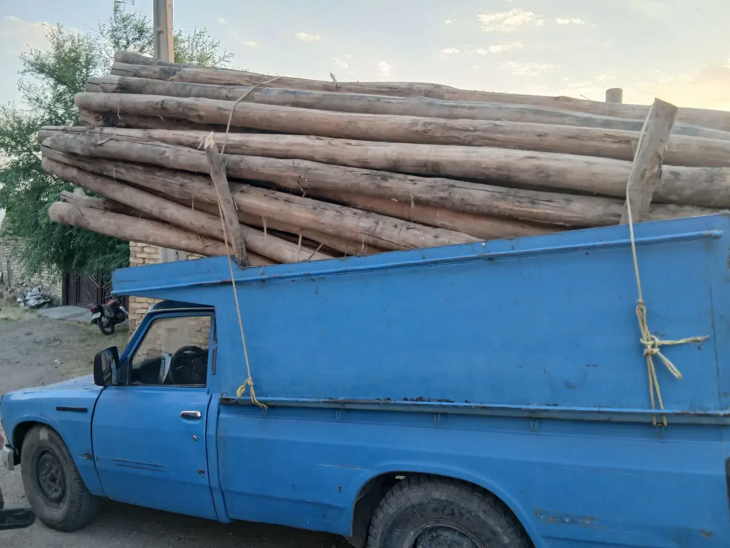 خرید انواع چوب|خدمات باغبانی و درختکاری|ابهر, |دیوار