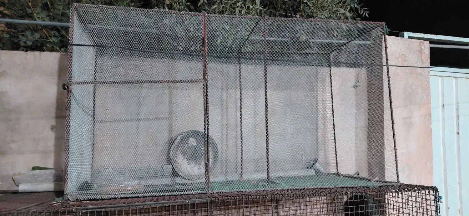 قفس پرنده|لوازم جانبی حیوانات|آبدانان, |دیوار