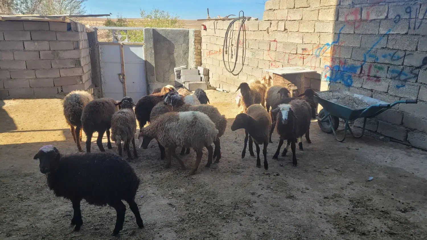 بره ماده|حیوانات مزرعه|کرمانشاه, |دیوار