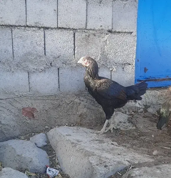 مرغ‌وخروس‌لاری|حیوانات مزرعه|نیر (اردبیل), |دیوار