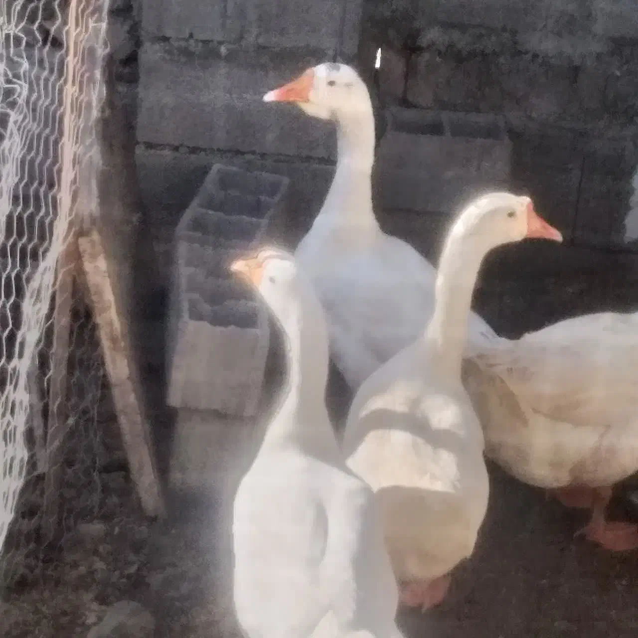 قوغاز اکراینی سفید|حیوانات مزرعه|دابودشت, |دیوار