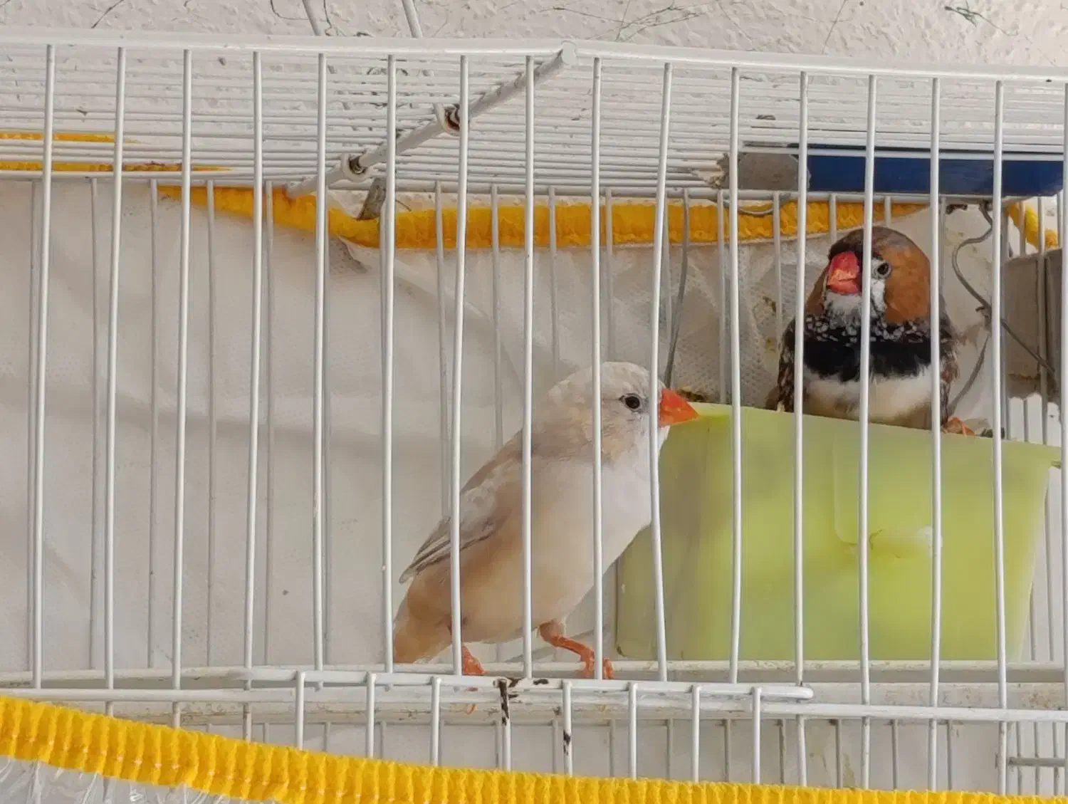 فروش چند جفت فنچ|پرنده|نورآباد ممسنی, |دیوار