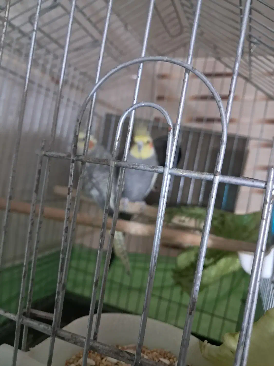 فروش عروس هلندی نر و ماده با قفس|پرنده|محمدیه-قزوین, |دیوار