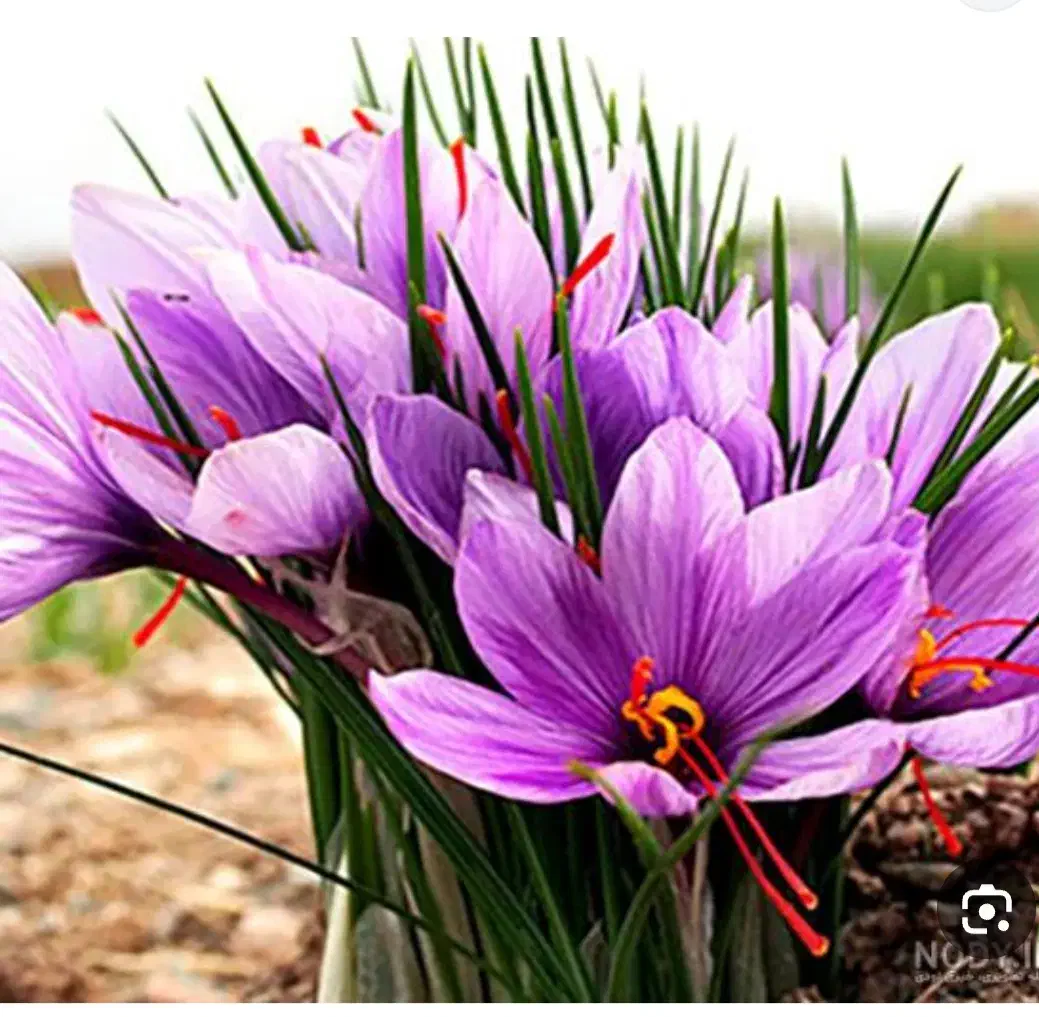 فروش گل زعفران تازه|گل و گیاه طبیعی|شیروان (خراسان), |دیوار