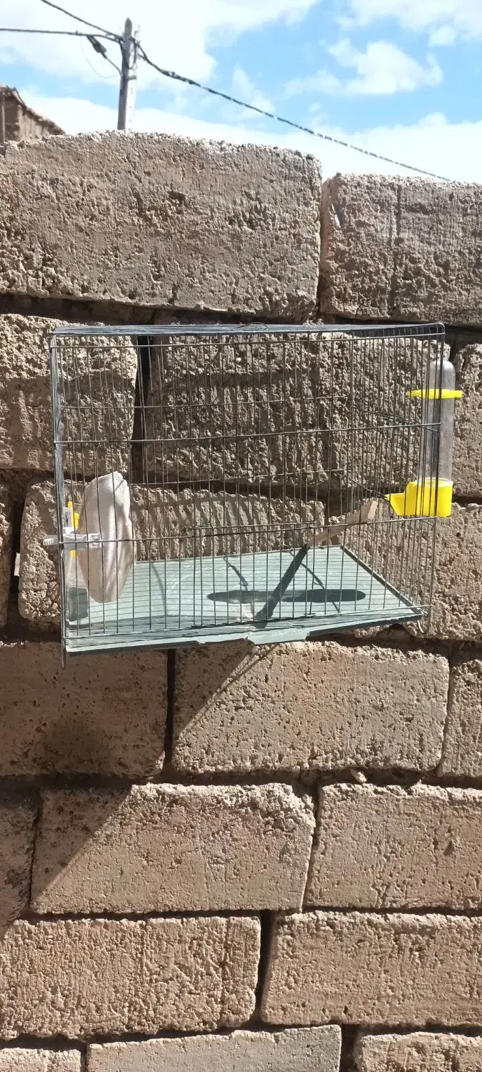 قفس|لوازم جانبی حیوانات|ملایر, |دیوار