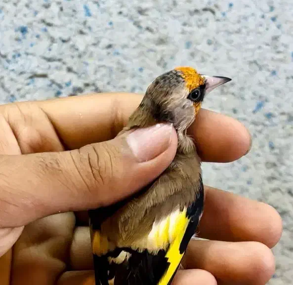 سهره دورگ درجه یک|پرنده|شیراز, ارم|دیوار