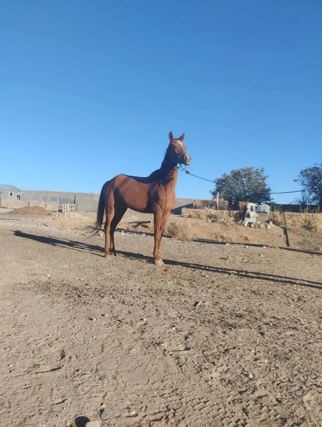 اسب|اسب و تجهیزات اسبسواری|کمیجان, |دیوار