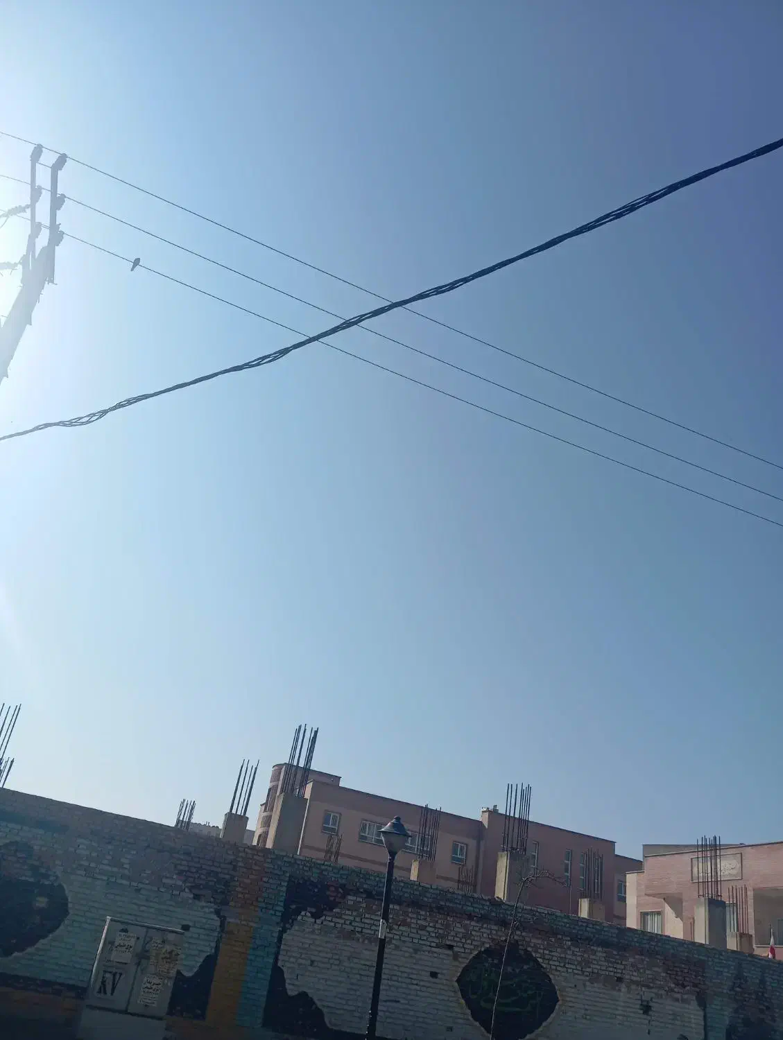 عروس هلندی پیدا کردم|حیوانات|اشتهارد, |دیوار