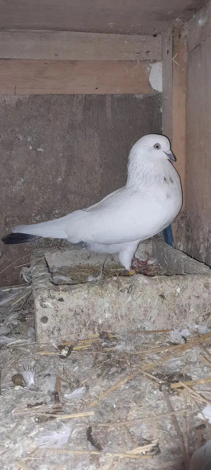 کبوترفروش یامعاوضه|پرنده|رشت, حومه رشت|دیوار