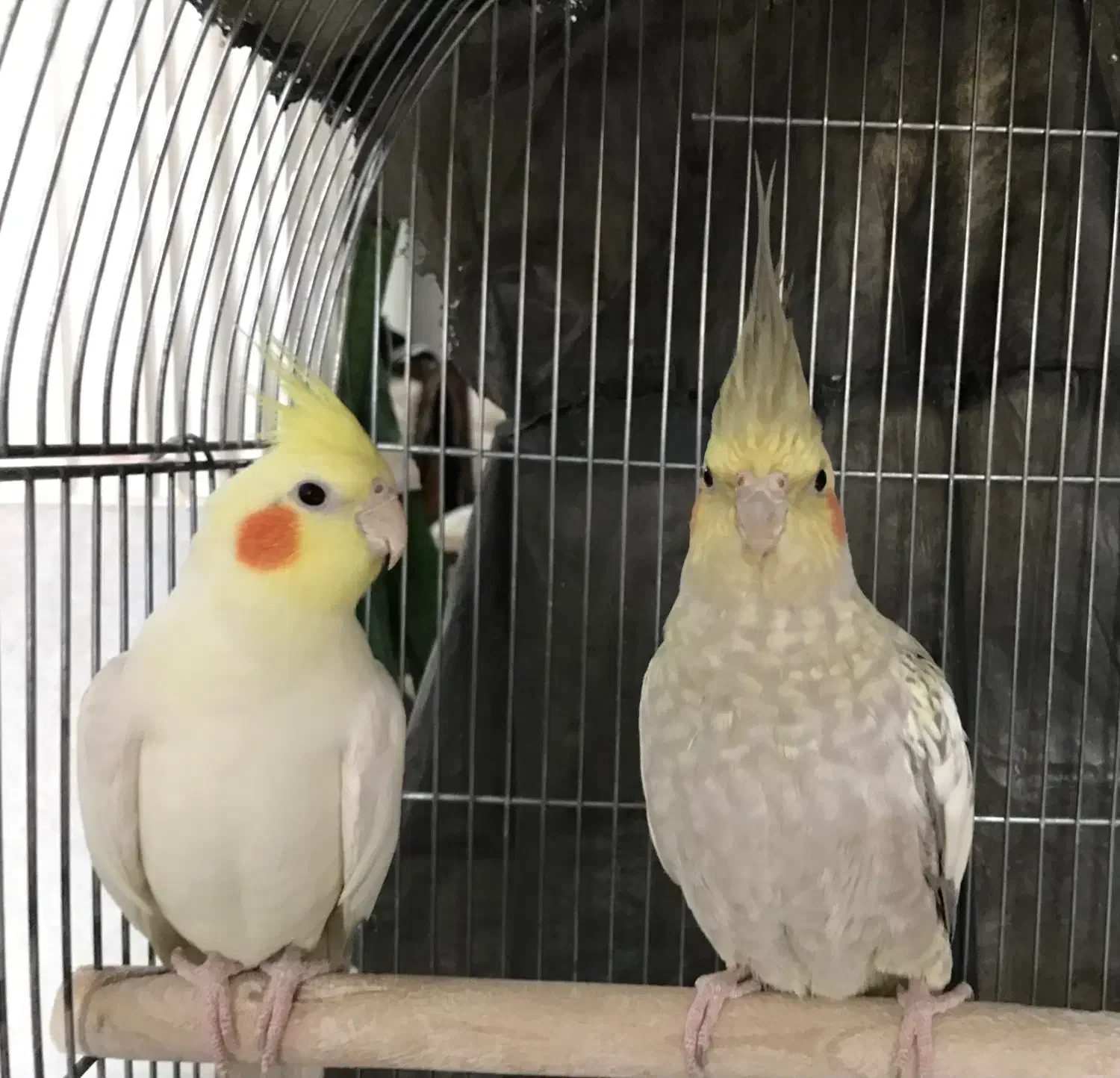 جفت عروس هلندی|پرنده|اصفهان, ارغوانیه|دیوار