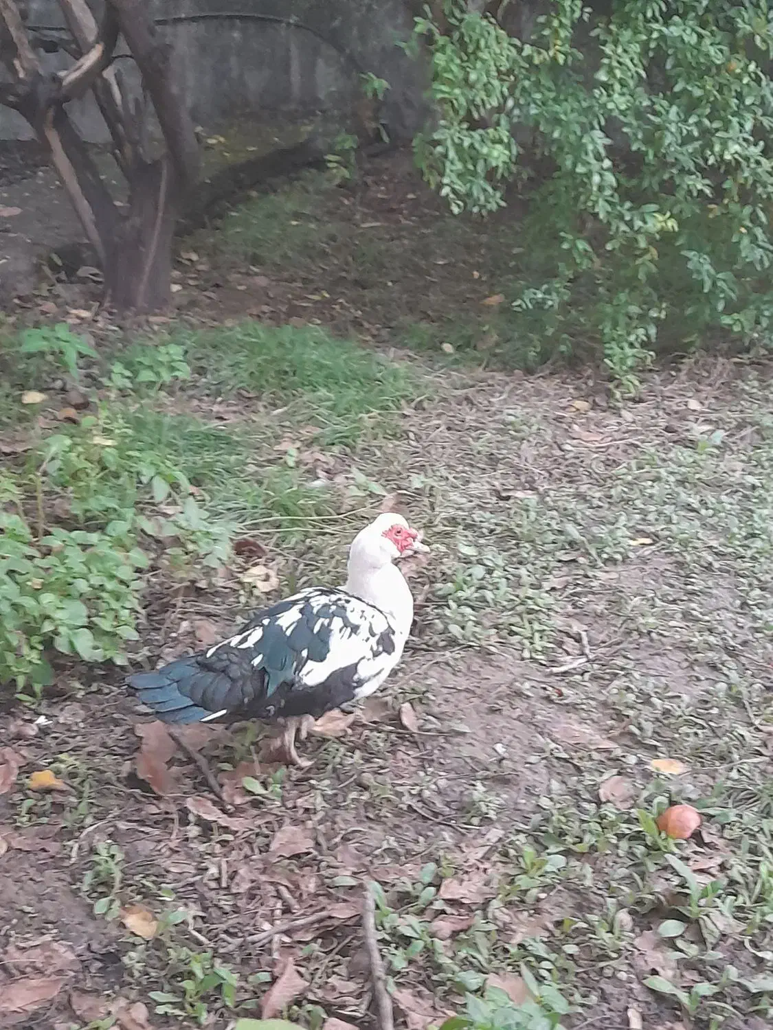 اردک نر روسی|حیوانات مزرعه|ساری, |دیوار