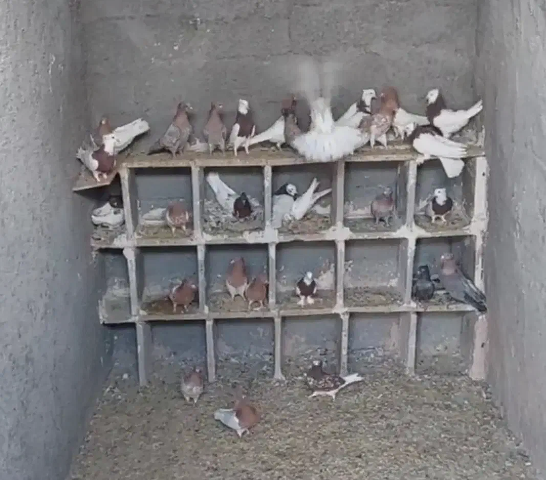 دسته رنگی طوق کله|پرنده|گناباد, |دیوار