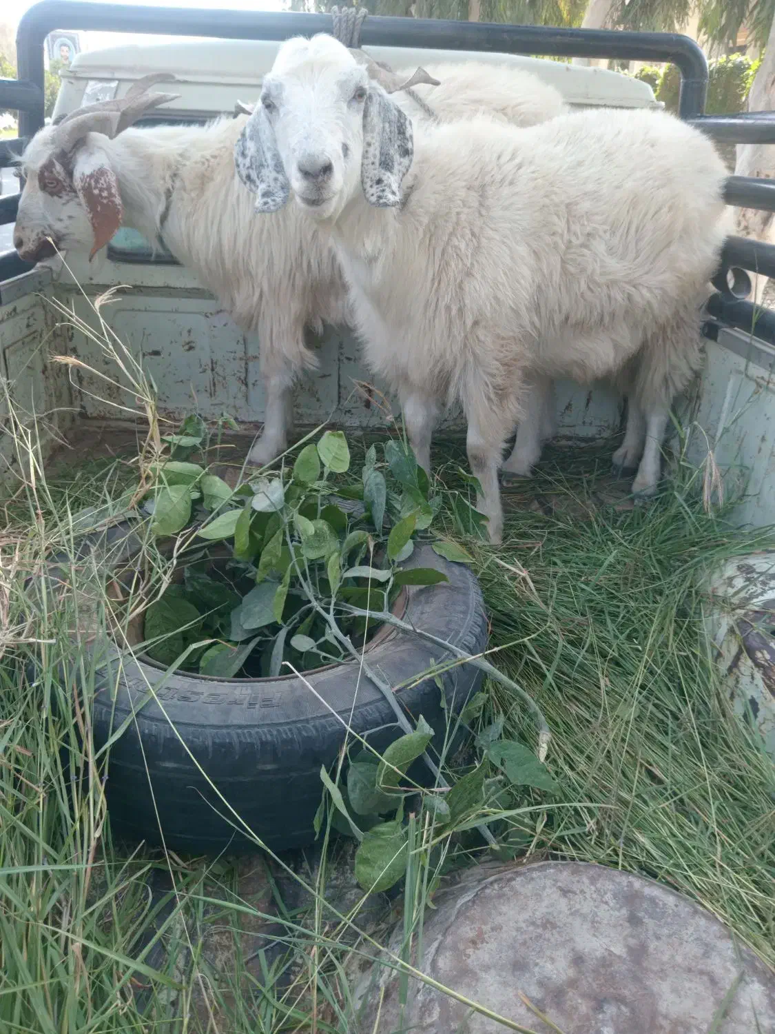 حیوانات|حیوانات مزرعه|اسفندقه, |دیوار