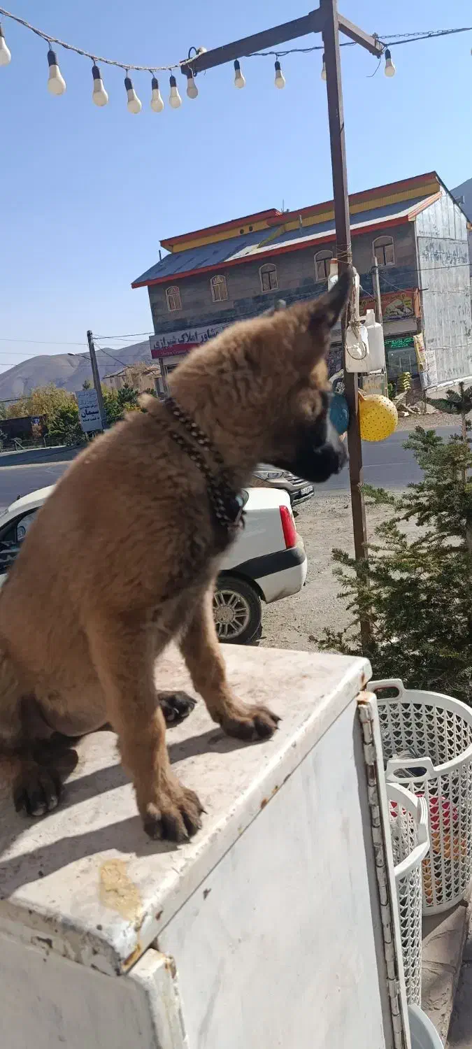 سگ.|سگ|آبعلی, |دیوار