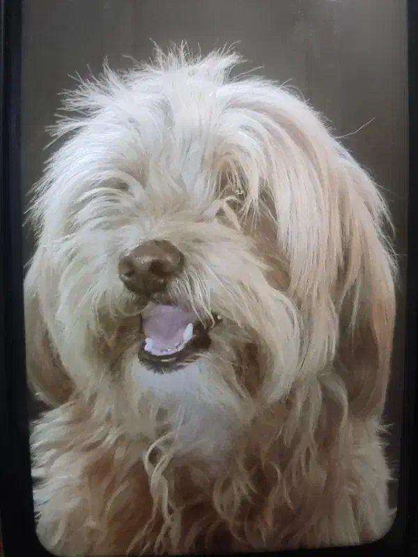 سگ خانگی|حیوانات|قزوین, |دیوار