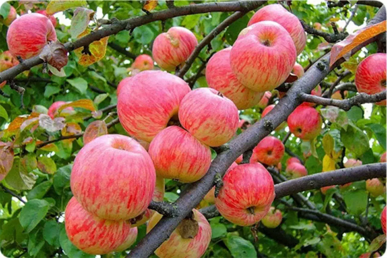 نهالستان پالیز دارای ارقام متنوع نهال دیرگل.|خدمات باغبانی و درختکاری|نطنز, |دیوار