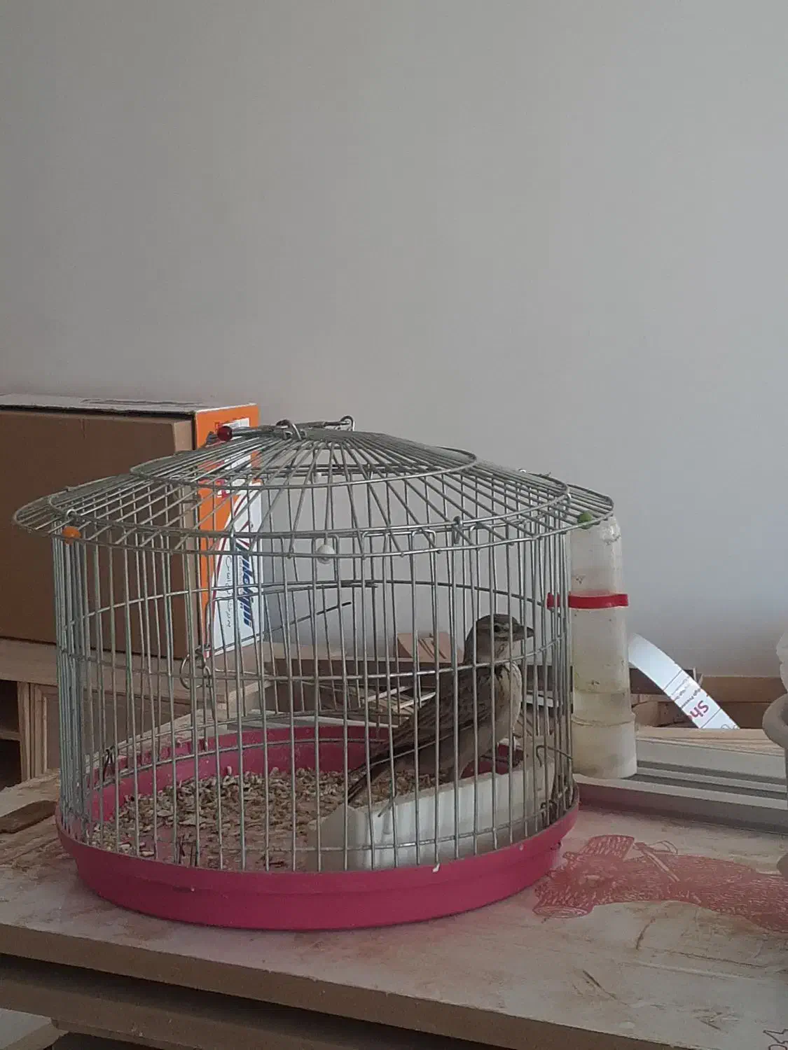 سهره خاکی|پرنده|بومهن, |دیوار