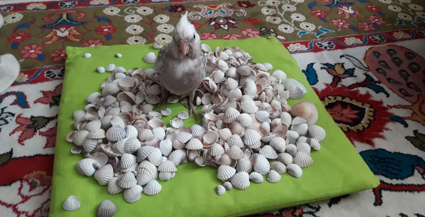 عروس هلندی ۲ماهه،بسیار دوستداشتنی زیبا|پرنده|فومن, |دیوار