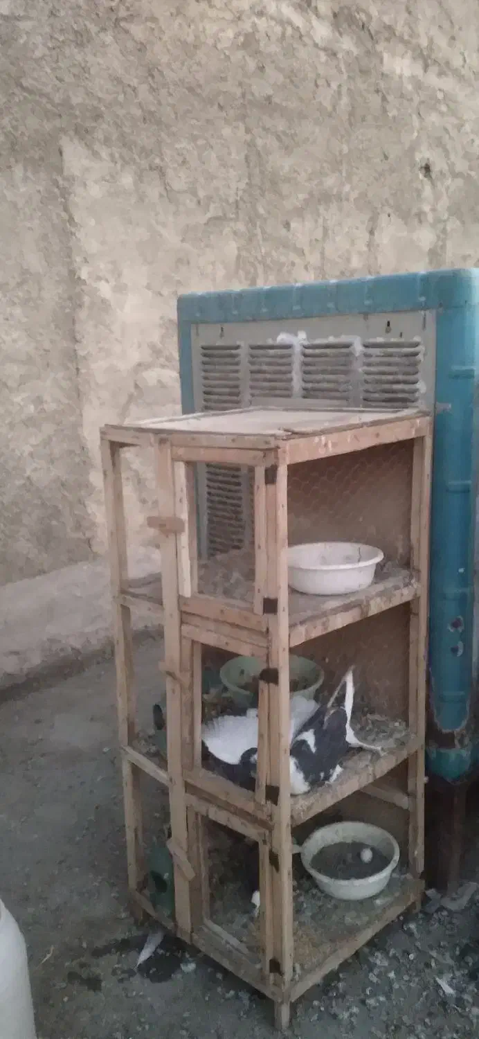 گنجه کبوتر جفت کنی|لوازم جانبی حیوانات|ری, شهید غیوری (ابن باویه)|دیوار