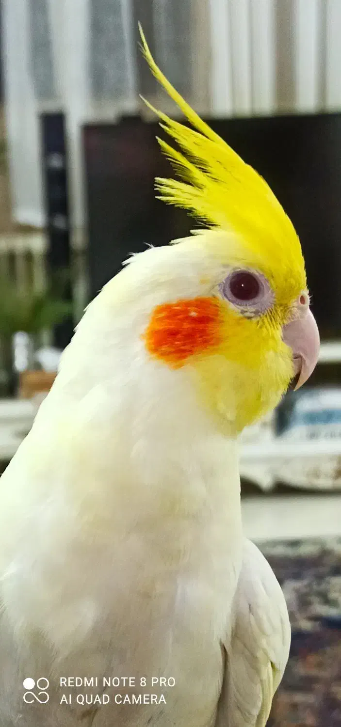 عروس هلندی لوتینو ماده ، و آلبینو نر|پرنده|شاهین‌شهر, فردوسی|دیوار