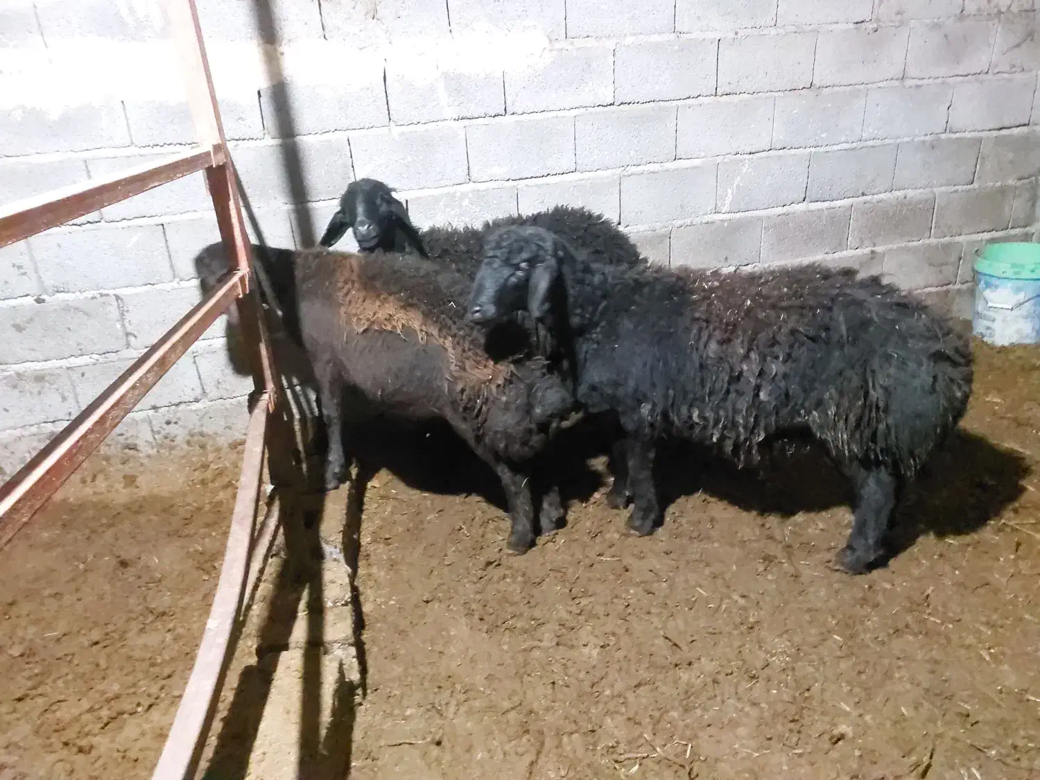 بره نر قره قزل افشاری|حیوانات مزرعه|آذرشهر, |دیوار