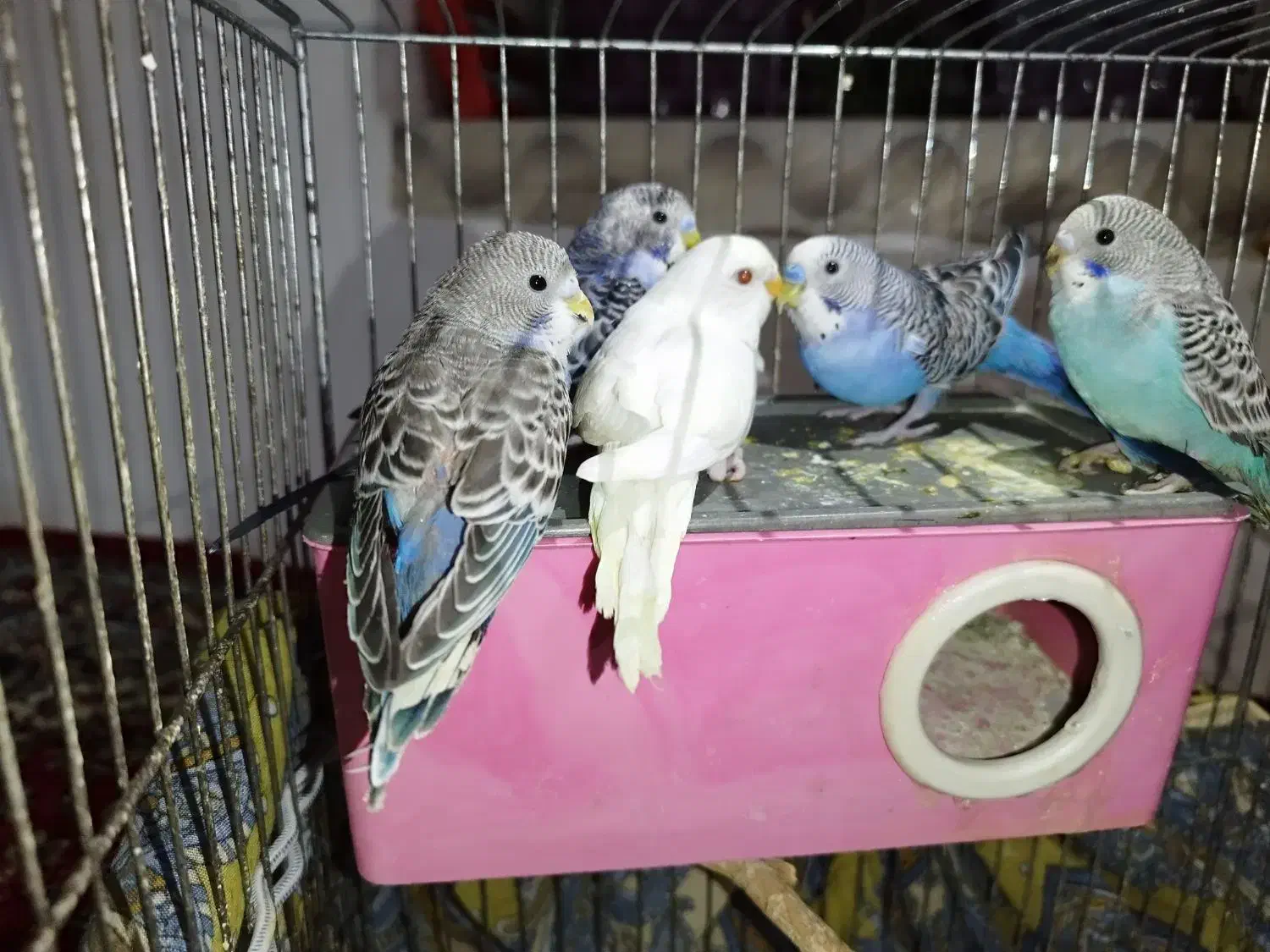 مرغ عشق سالم و سرحال|پرنده|تبریز, |دیوار