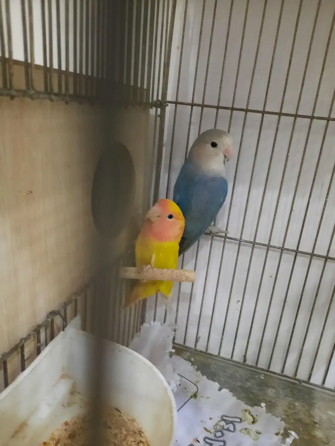 طوطی برزیلی های نر بالغ رزیکولیس زرد ابی معاوضه|پرنده|گلستان (تهران), |دیوار