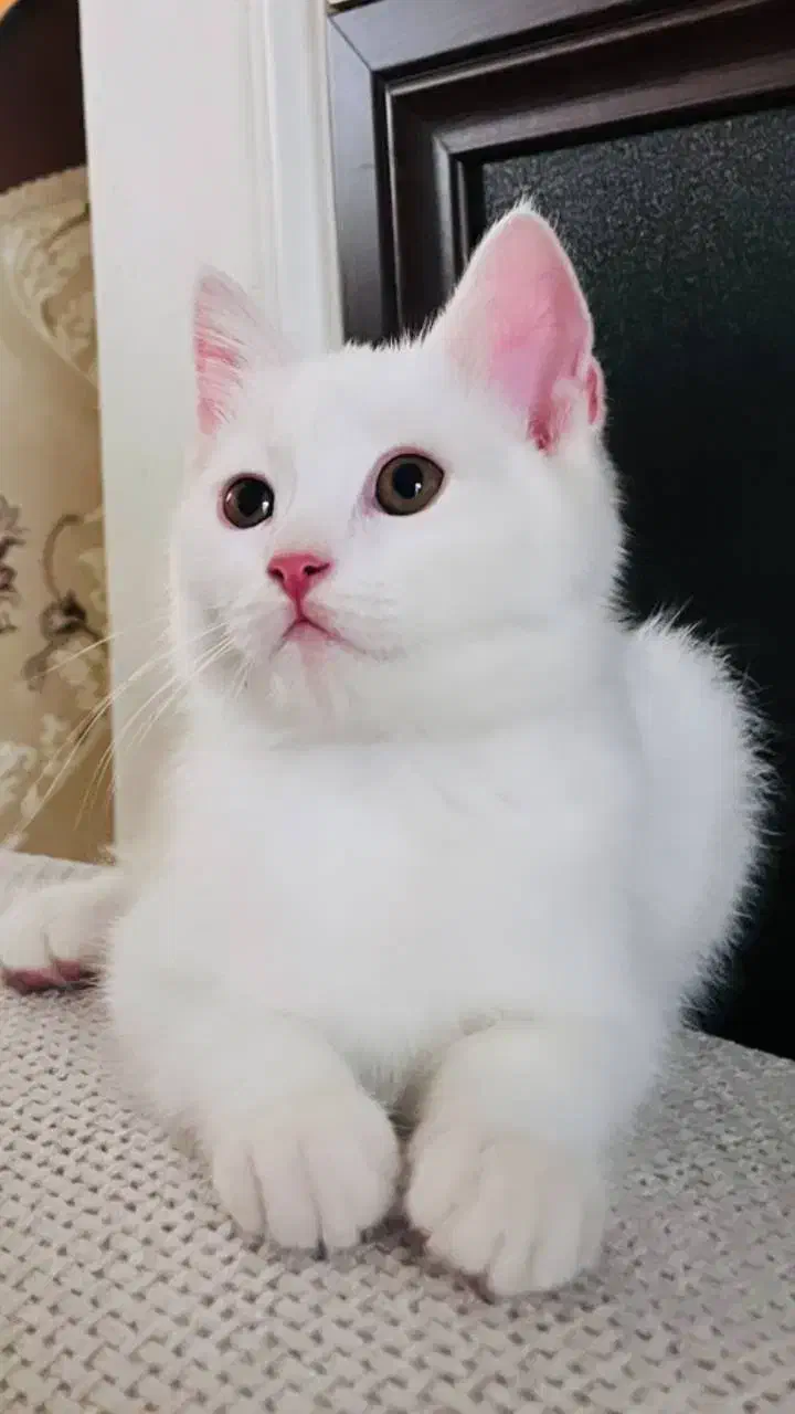 گربه|گربه|سمنان, |دیوار