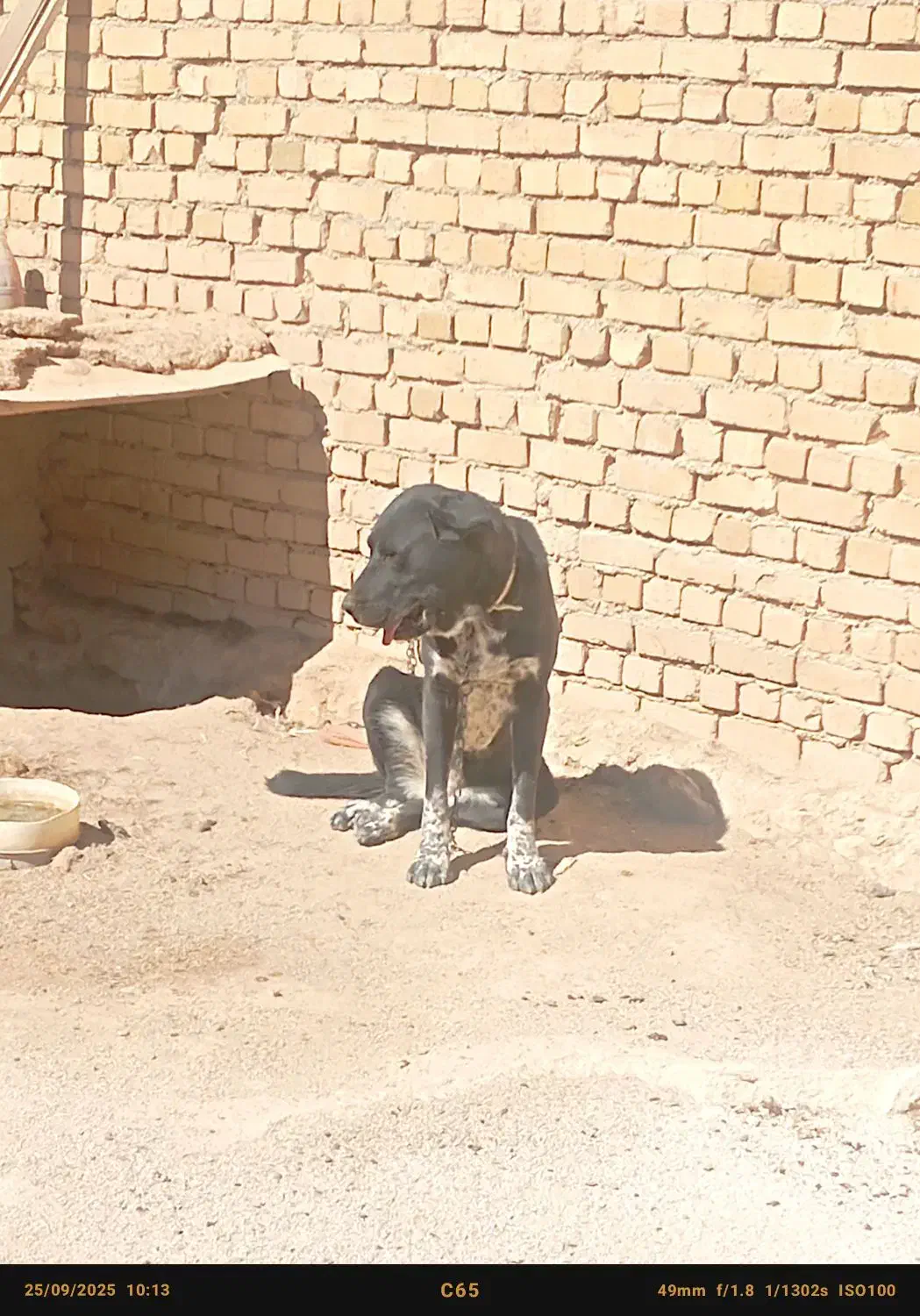 توله سگ ماده|سگ|همدان, |دیوار