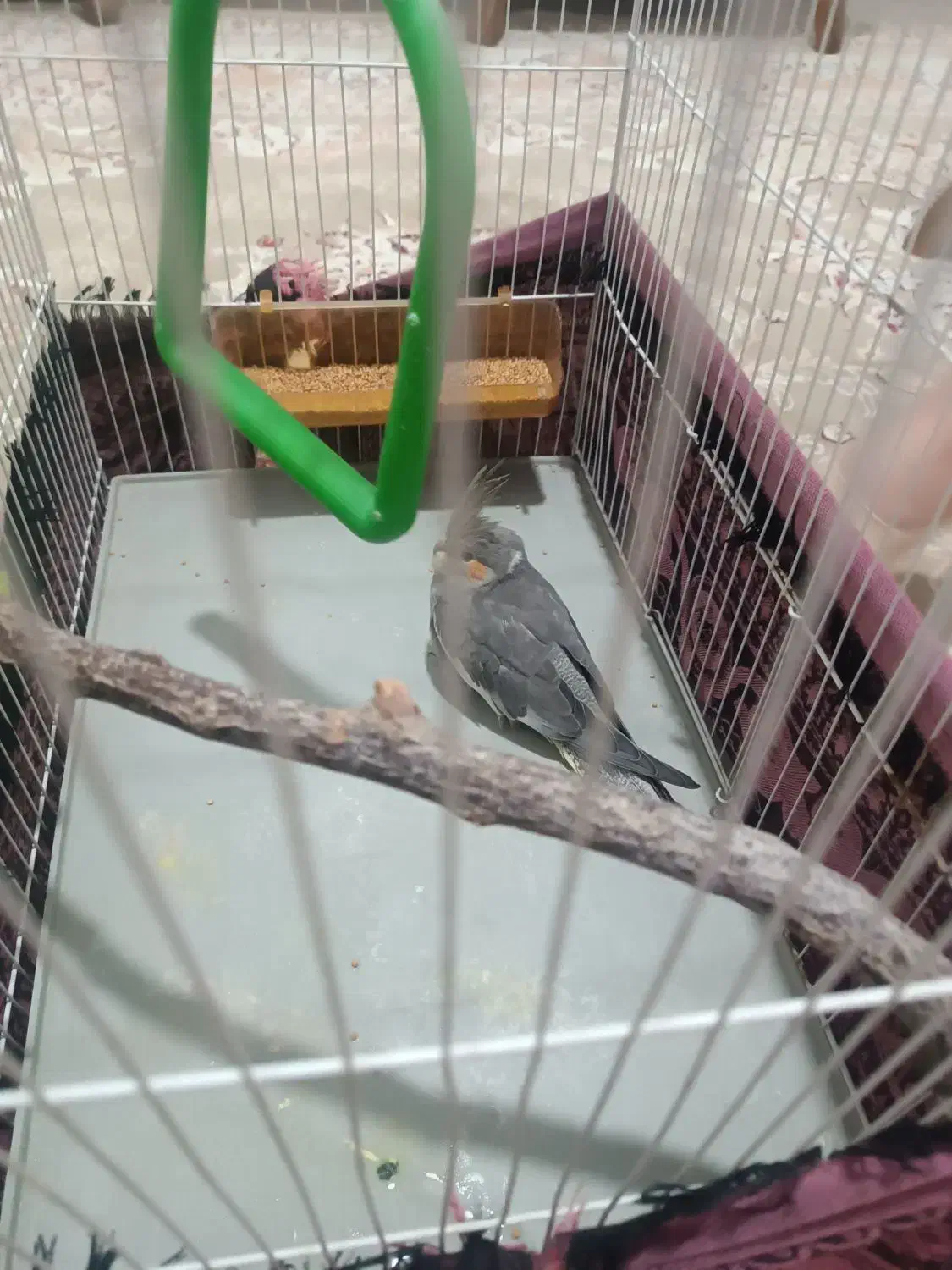 عروس هلندی 7ماهه|پرنده|مشهد, هدایت|دیوار