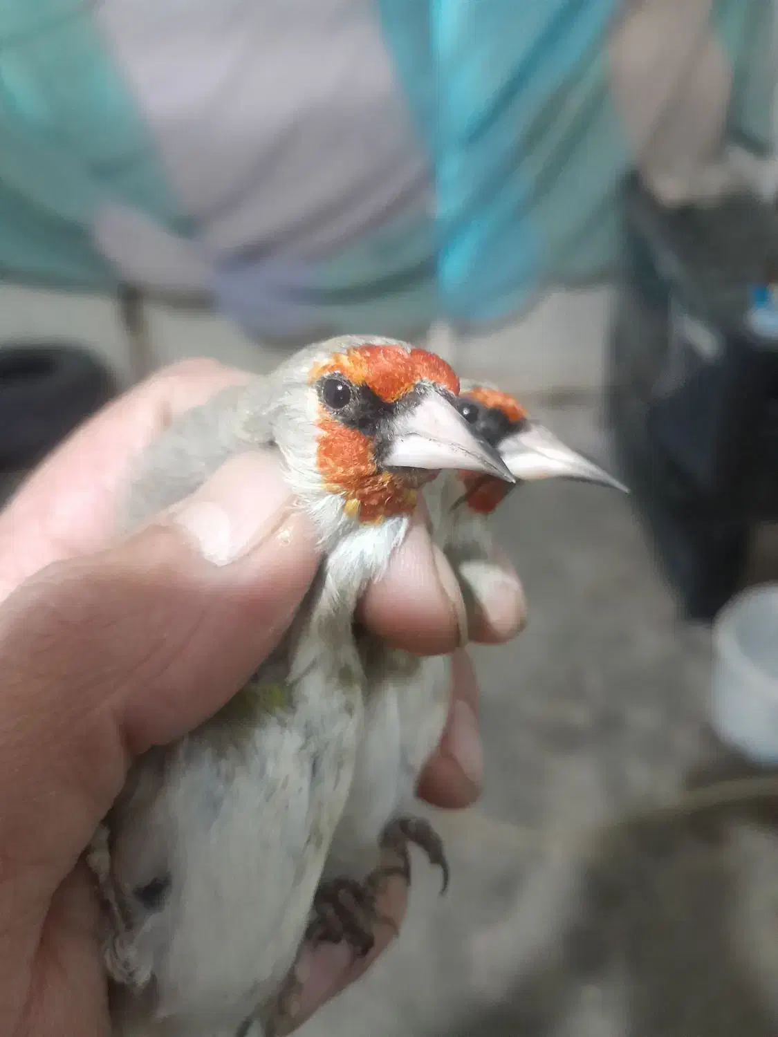 سهره نر اتیقه|پرنده|مشهد, شهرک بهارستان|دیوار