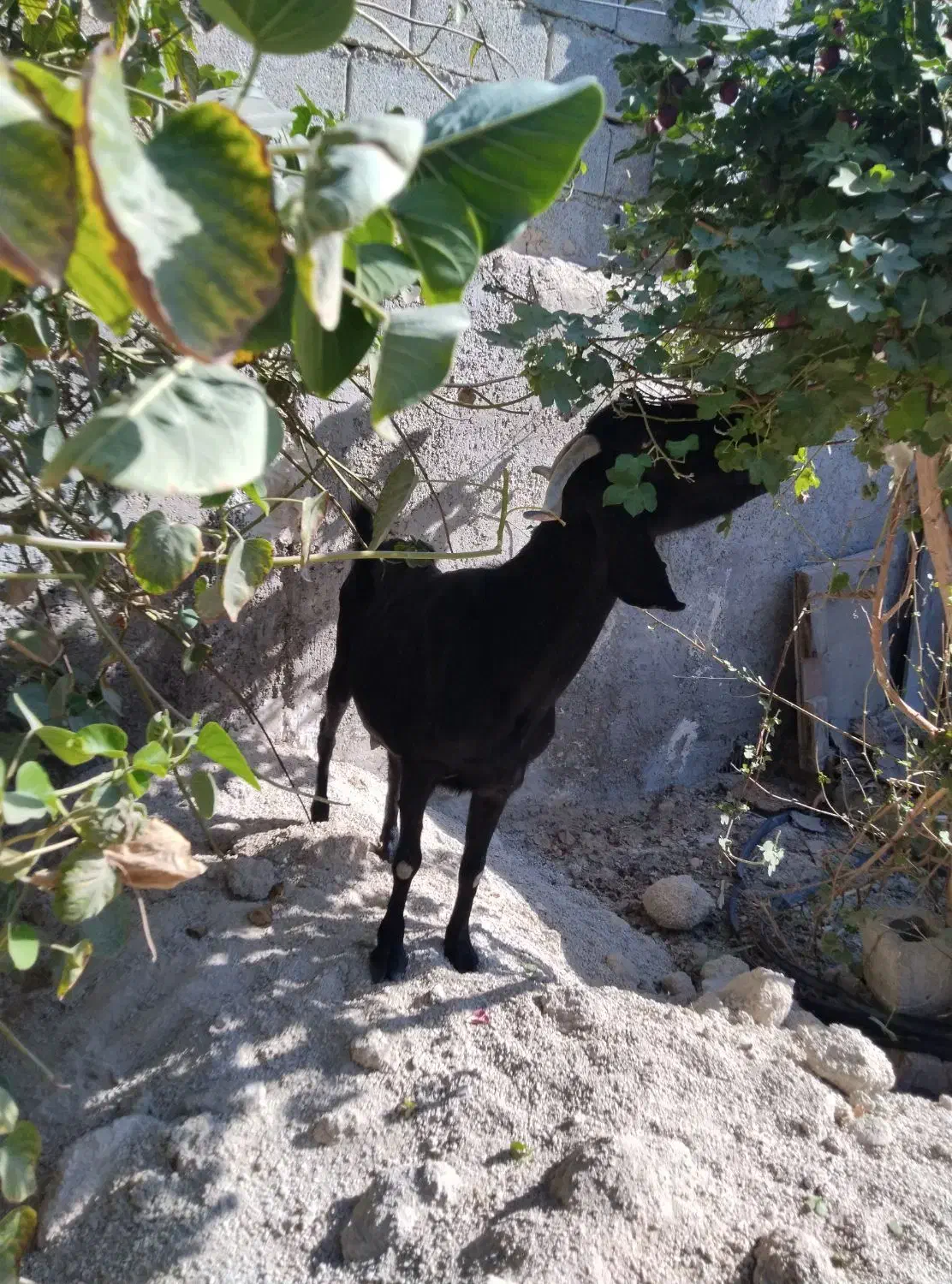 بز اعدانی دو رگ|حیوانات مزرعه|وحدتیه, |دیوار