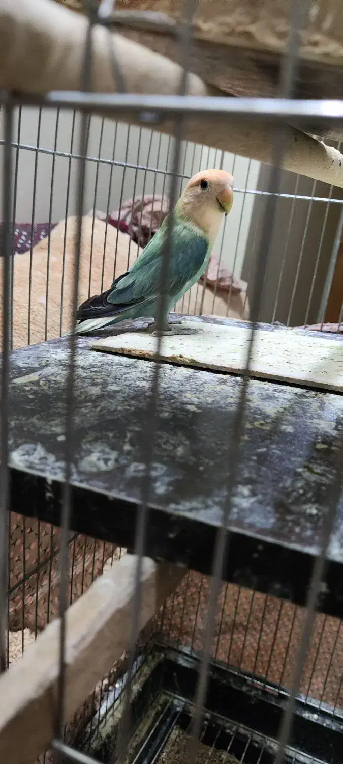 طوطی کوتوله نر مولد|پرنده|اصفهان, جاوان|دیوار