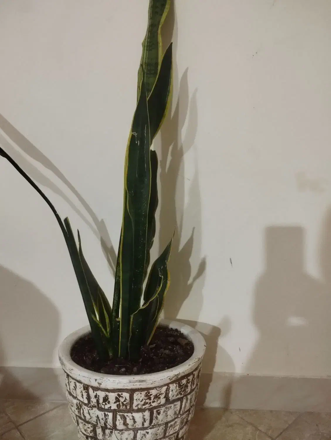 سانسوریا|گل و گیاه طبیعی|مشهد, شهرآرا|دیوار