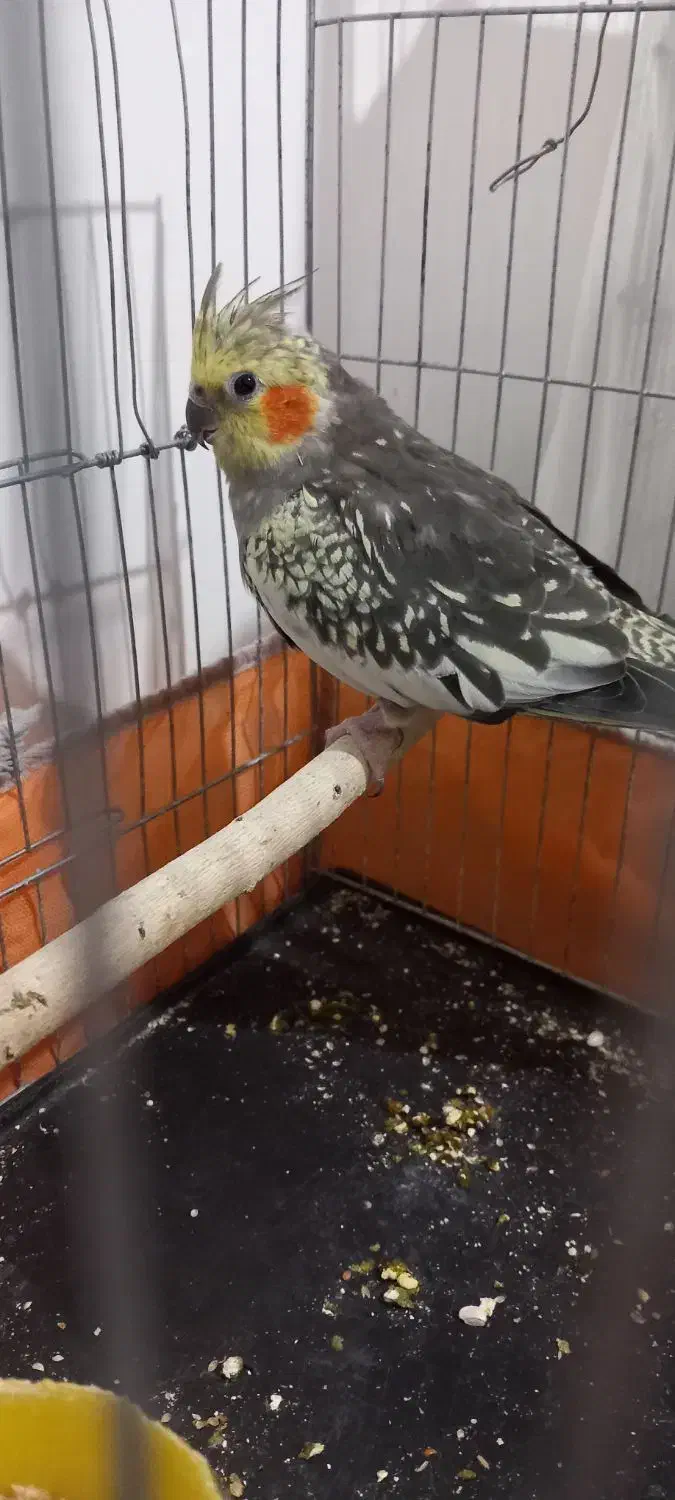 عروس هلندی|پرنده|نورآباد, |دیوار