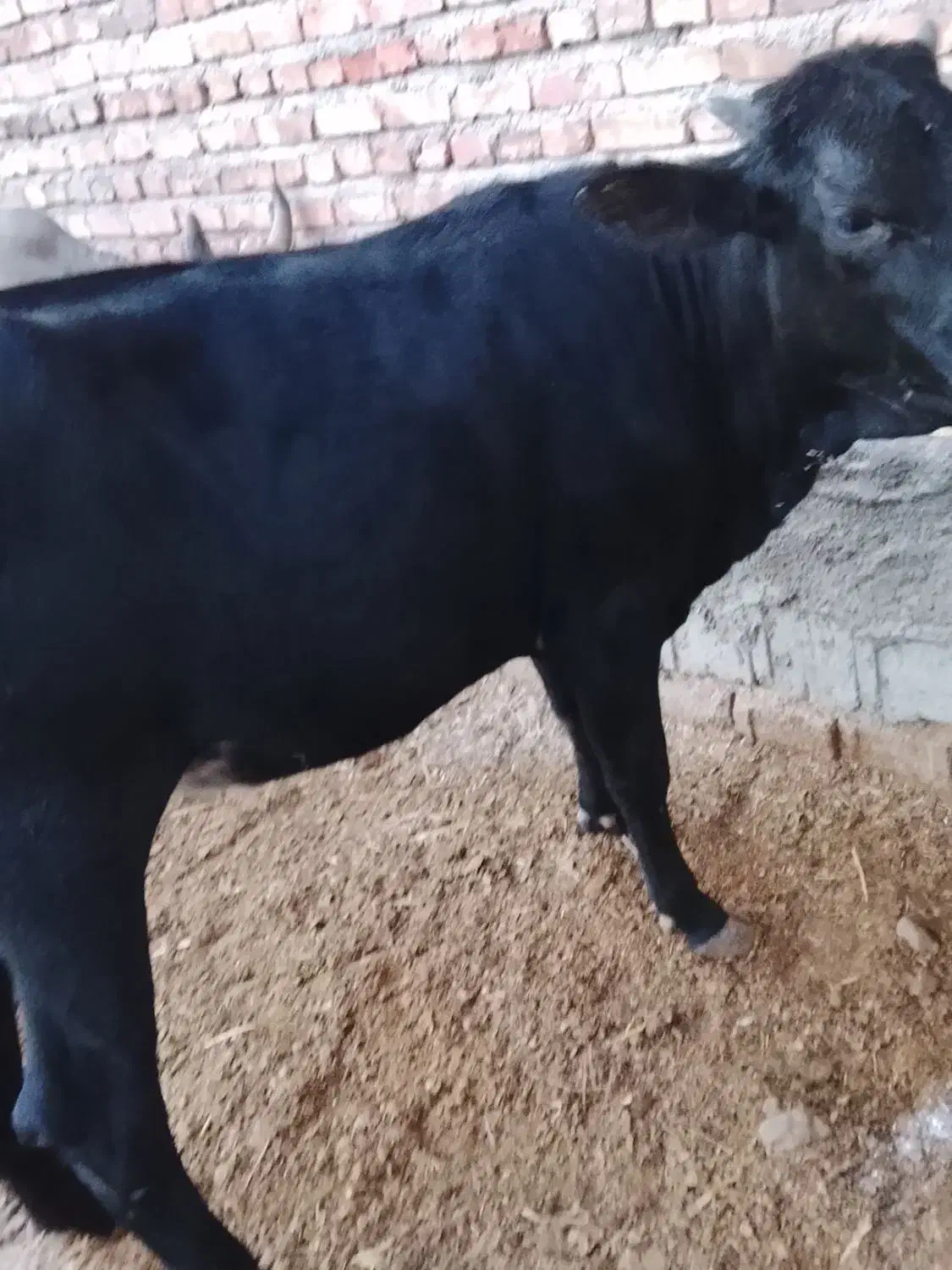 گاو|حیوانات مزرعه|ایرانشهر, |دیوار