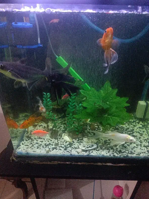 ماهی و اکواریوم|ماهی|تهران, حکیمیه|دیوار