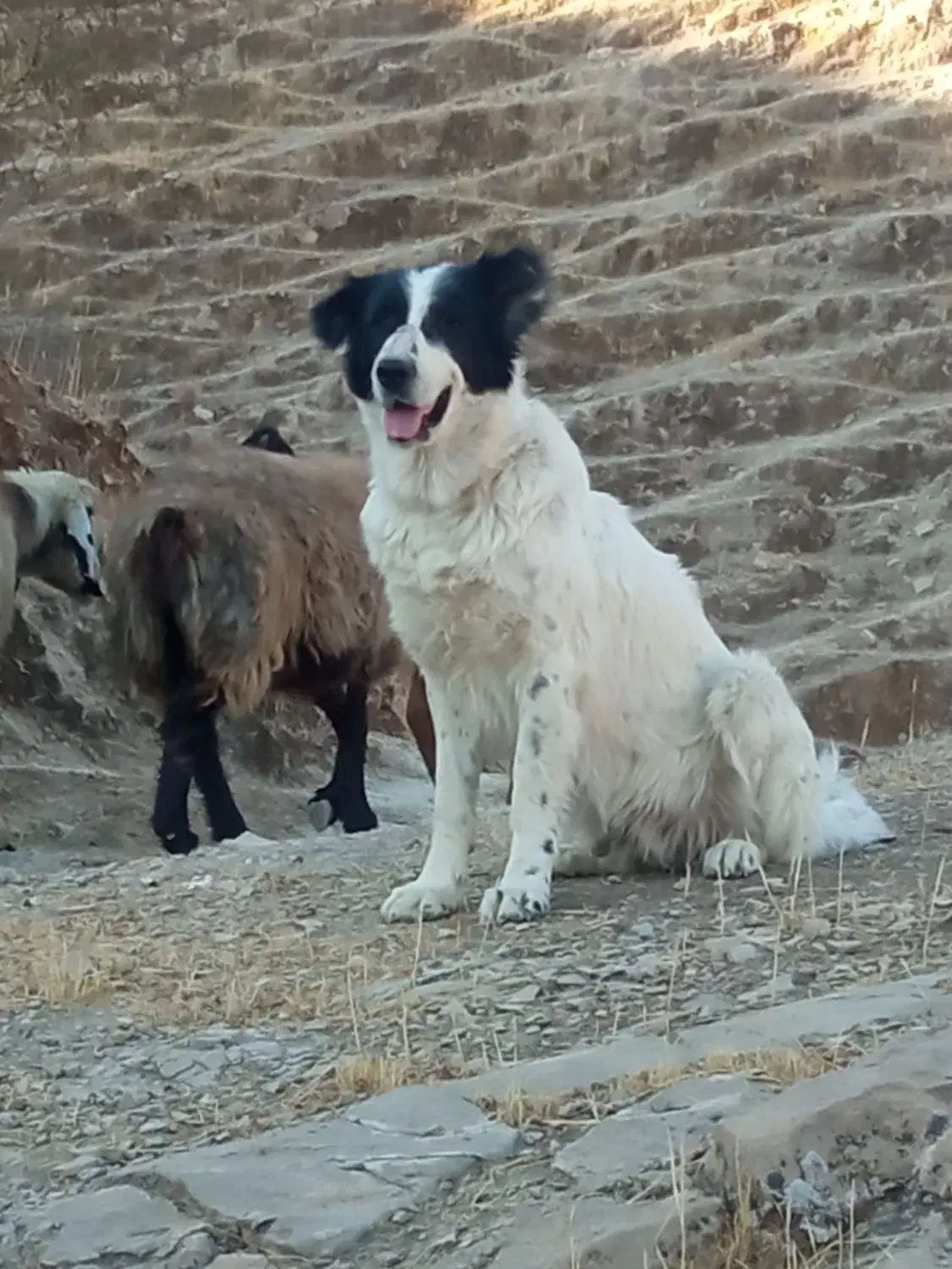 سگ لاس قدریجانی گله ای. واگذاری|سگ|کوه چنار, |دیوار