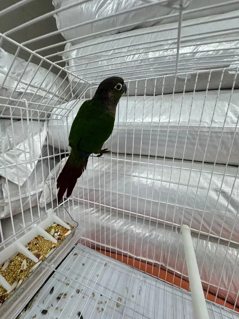 گرینچیک|پرنده|رشت, یخسازی|دیوار