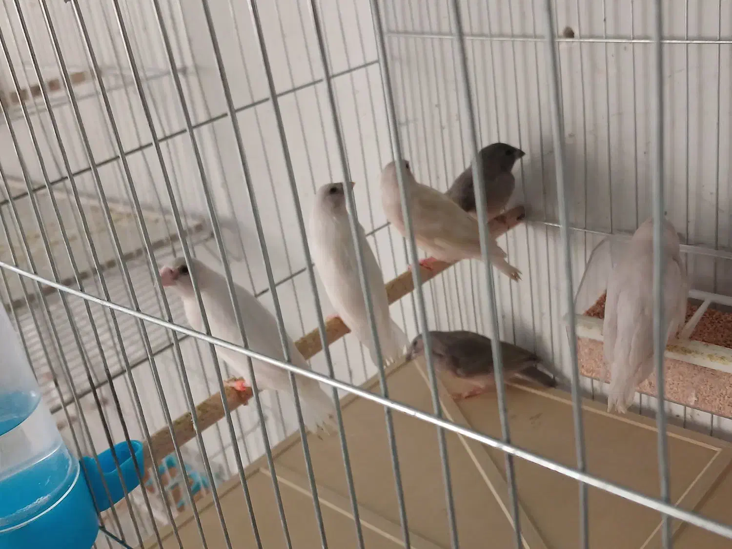 فنچ|پرنده|مرودشت, فرهنگ|دیوار