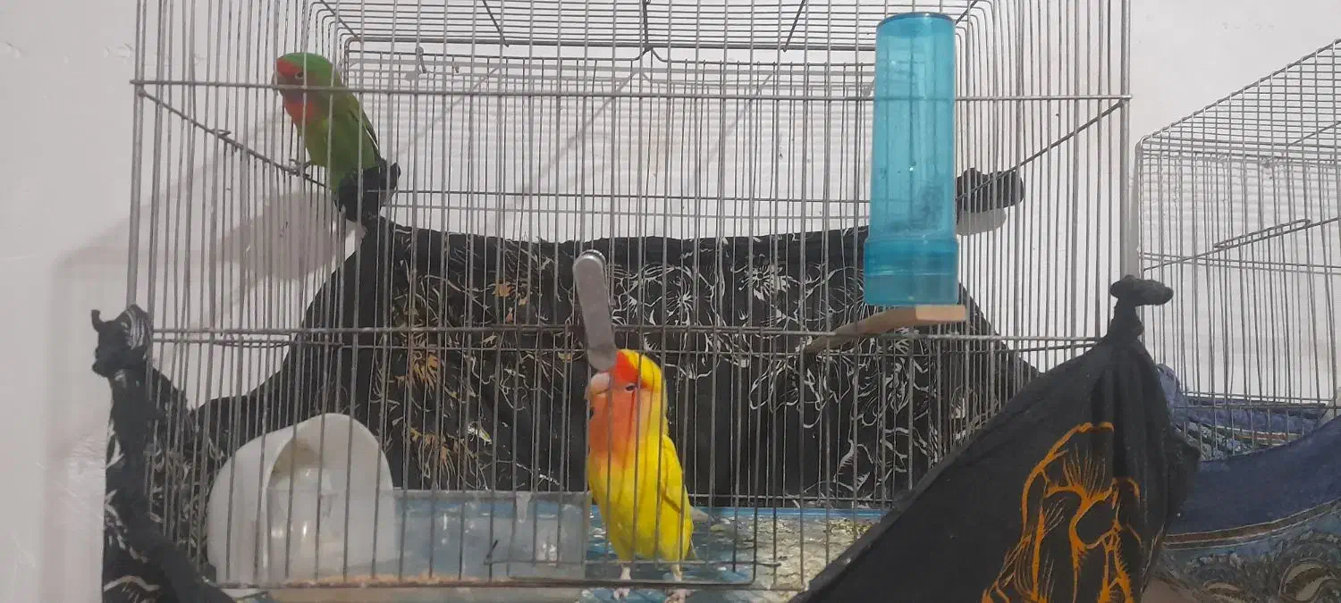 یک جفت طوطی برزیلی تخم گذار|پرنده|دورود, |دیوار